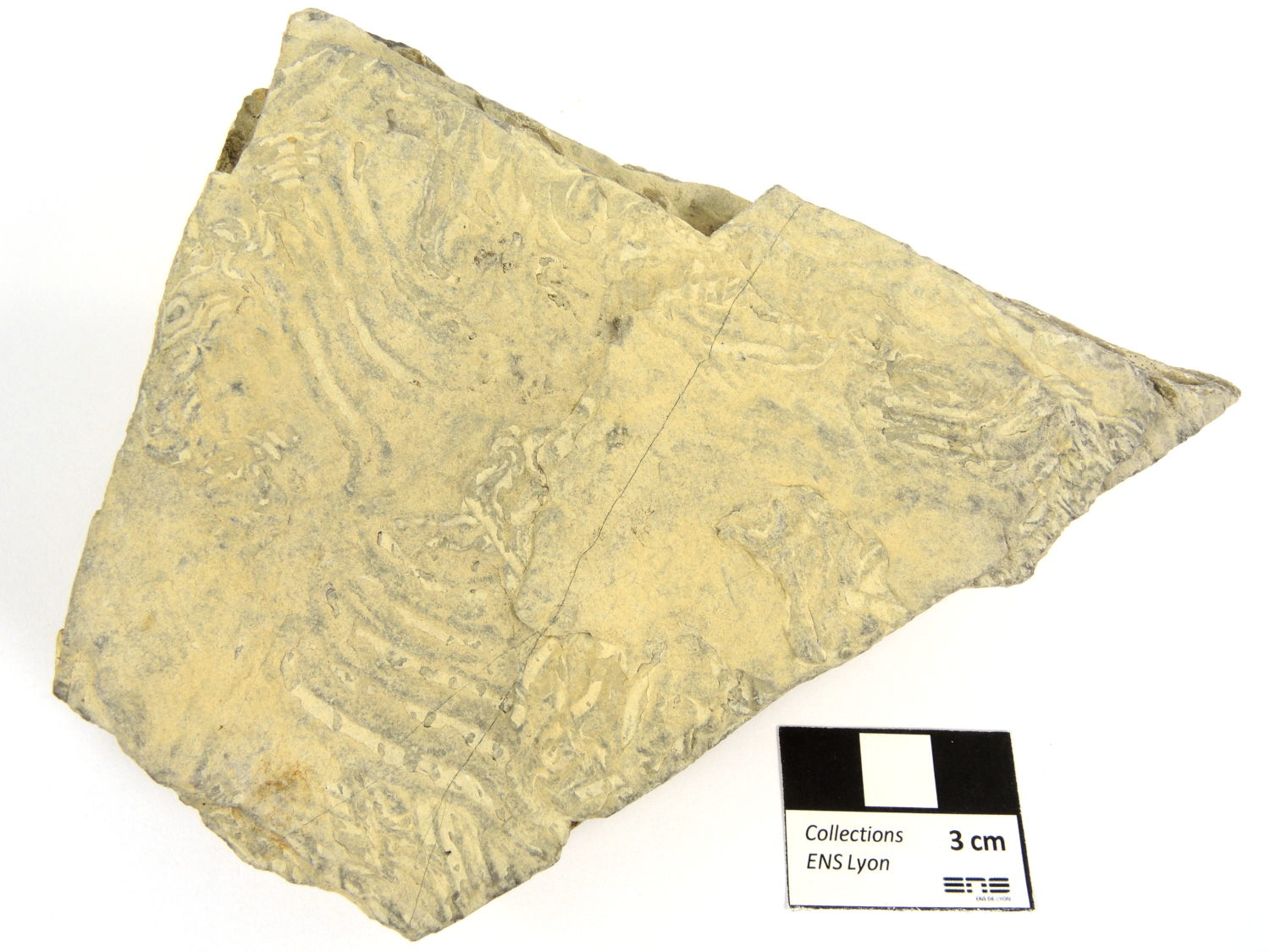 Flyschs à helminthoïdes Traces de bioturbation dans un calcaire micritique Alpes  Réallon 