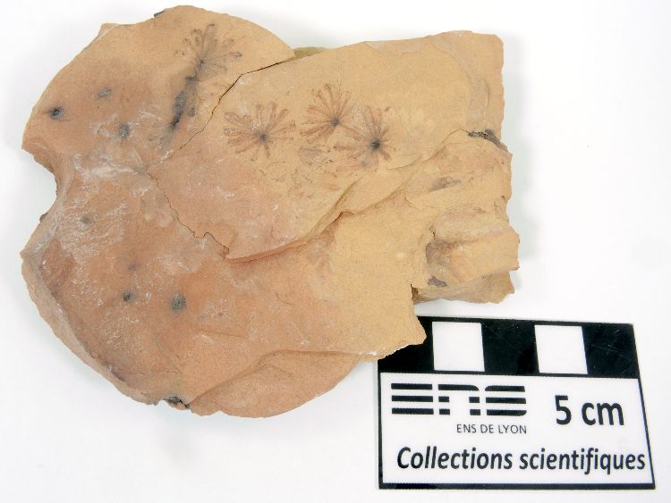 Annularia Annularia    