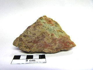 Calcaire argileux fossilifère Calcaire de Ferques à crinoides, brachiopodes et bryozoaires Bassin parisien Boutonnière du Boulonnais Ferques 