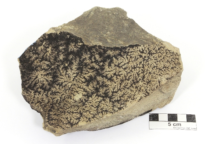 Bitume et calcaire Imprégnation de bitume dans les fentes d’un calcaire Massif central  Cournon-d’Auvergne Carrière de Cournon