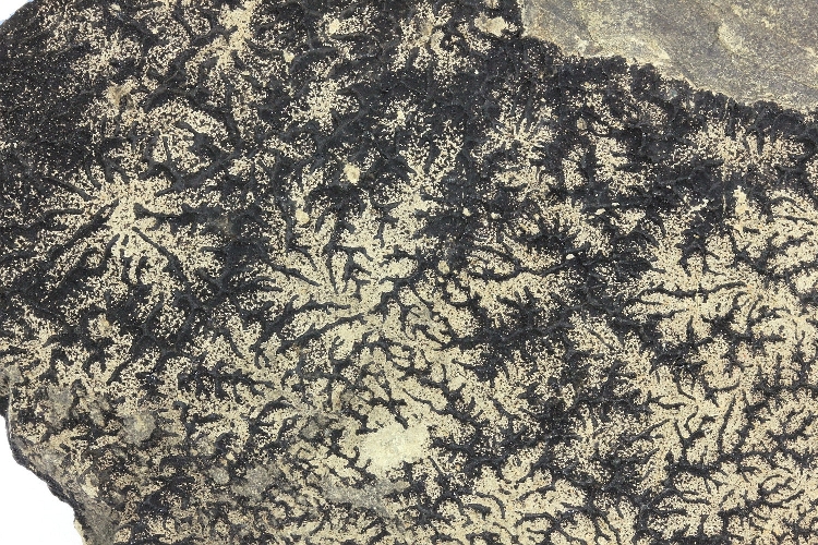 Bitume et calcaire Imprégnation de bitume dans les fentes d’un calcaire Massif central  Cournon-d’Auvergne Carrière de Cournon