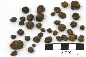 Pisolithes Pisolithes de limonite Massif central  Boudes Les Mottes