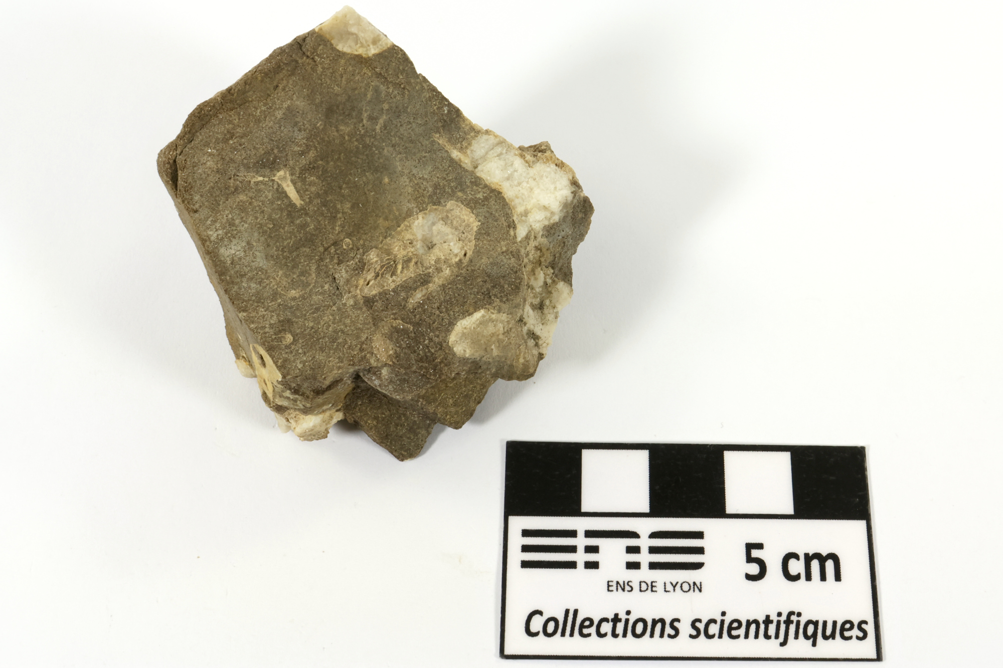 Lithostrotion Calcaire à corail rugueux  Bassin parisien Boutonnière du Boulonnais Ferques carrière de Leulinghen