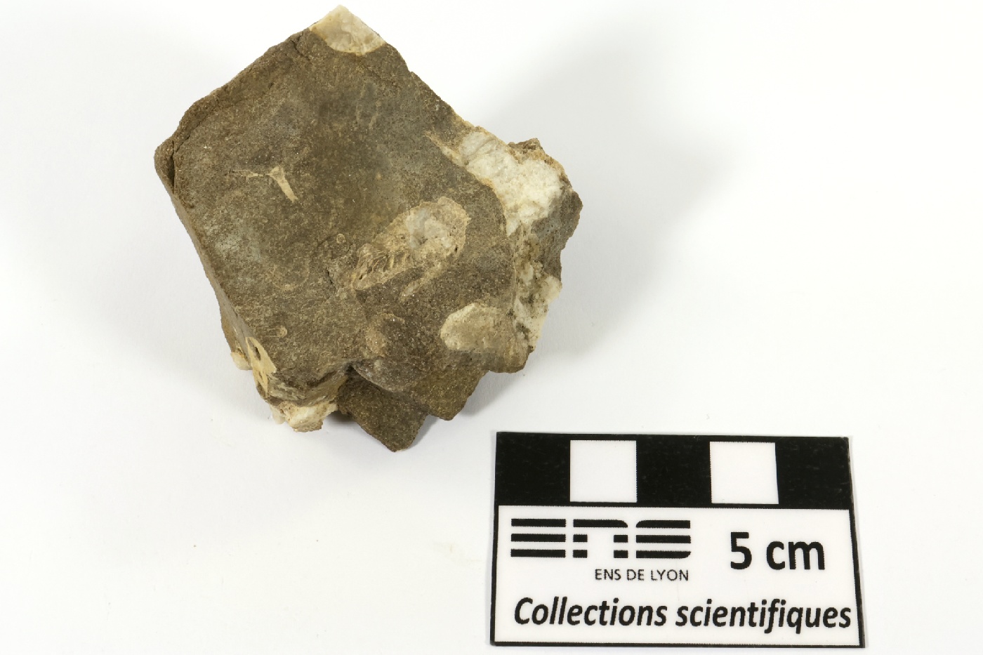 Lithostrotion Calcaire à corail rugueux Bassin parisien Boutonnière du Boulonnais Ferques carrière de Leulinghen