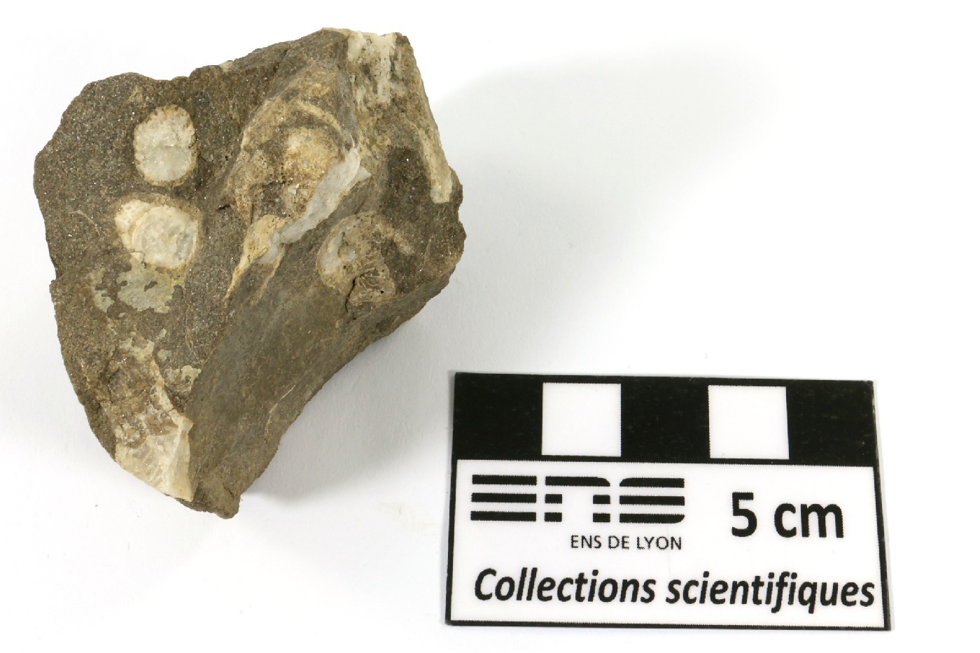 Lithostrotion Calcaire à corail rugueux Bassin parisien Boutonnière du Boulonnais Ferques carrière de Leulinghen