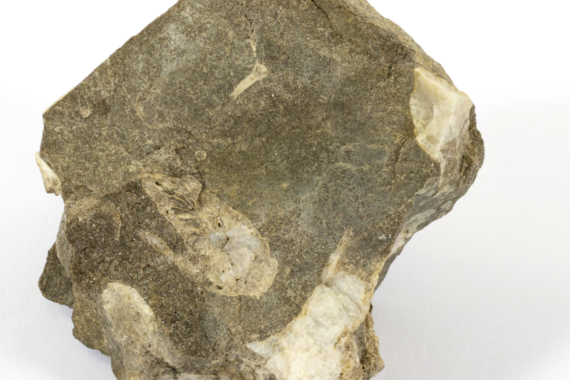 Lithostrotion Calcaire à corail rugueux  Bassin parisien Boutonnière du Boulonnais Ferques carrière de Leulinghen