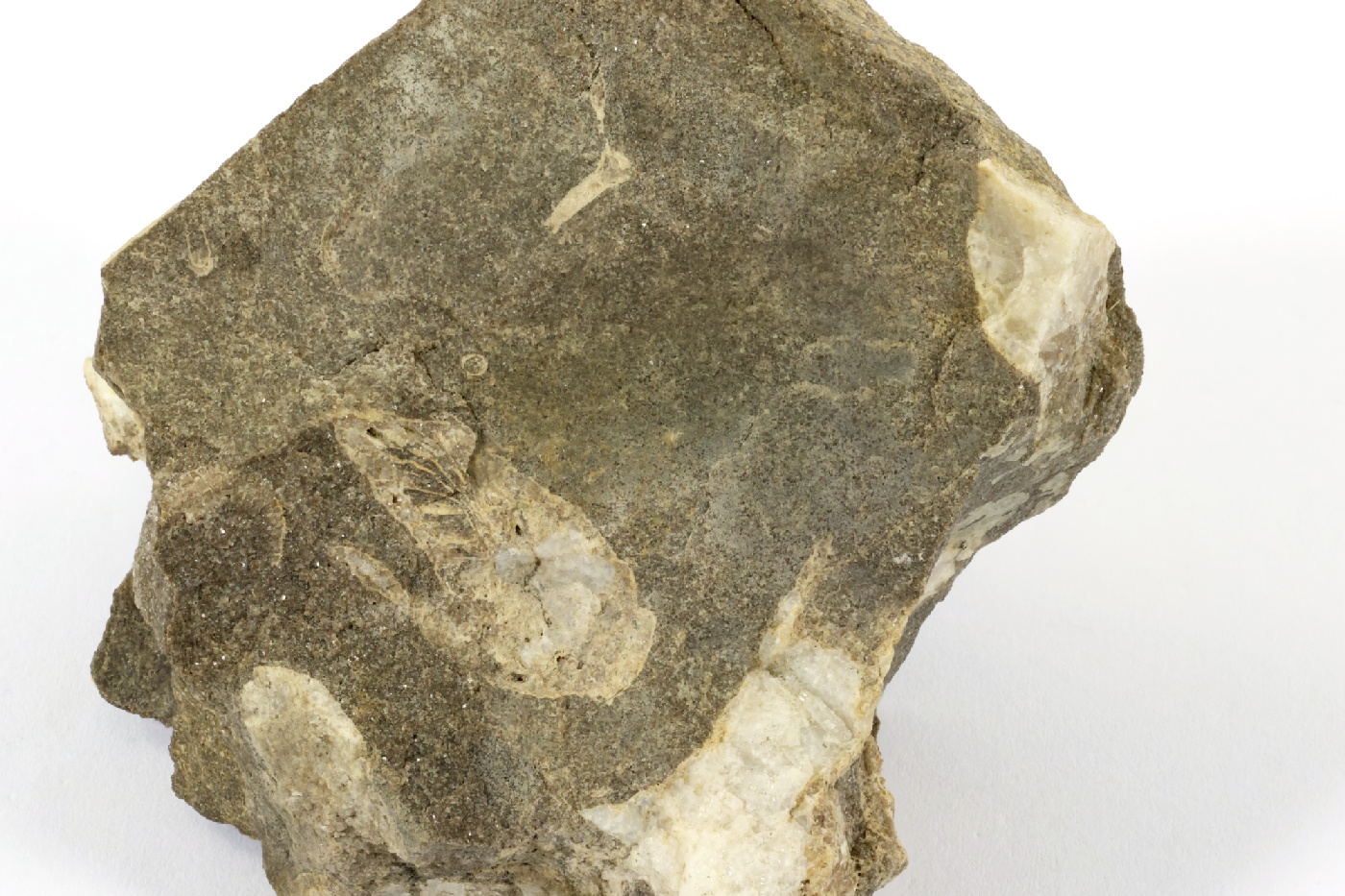 Lithostrotion Calcaire à corail rugueux Bassin parisien Boutonnière du Boulonnais Ferques carrière de Leulinghen
