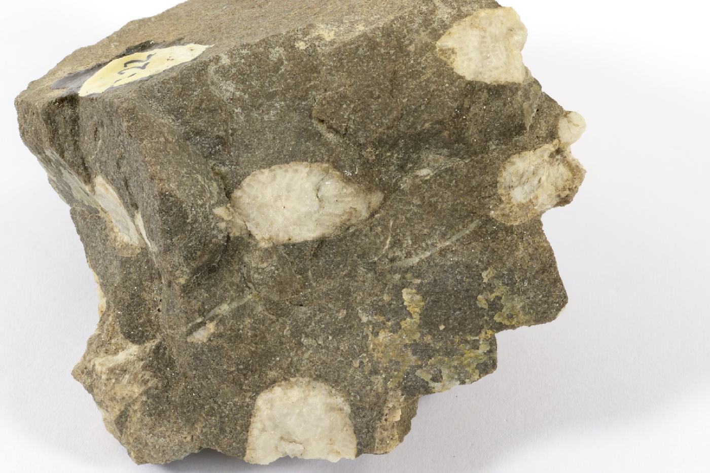 Lithostrotion Calcaire à corail rugueux Bassin parisien Boutonnière du Boulonnais Ferques carrière de Leulinghen