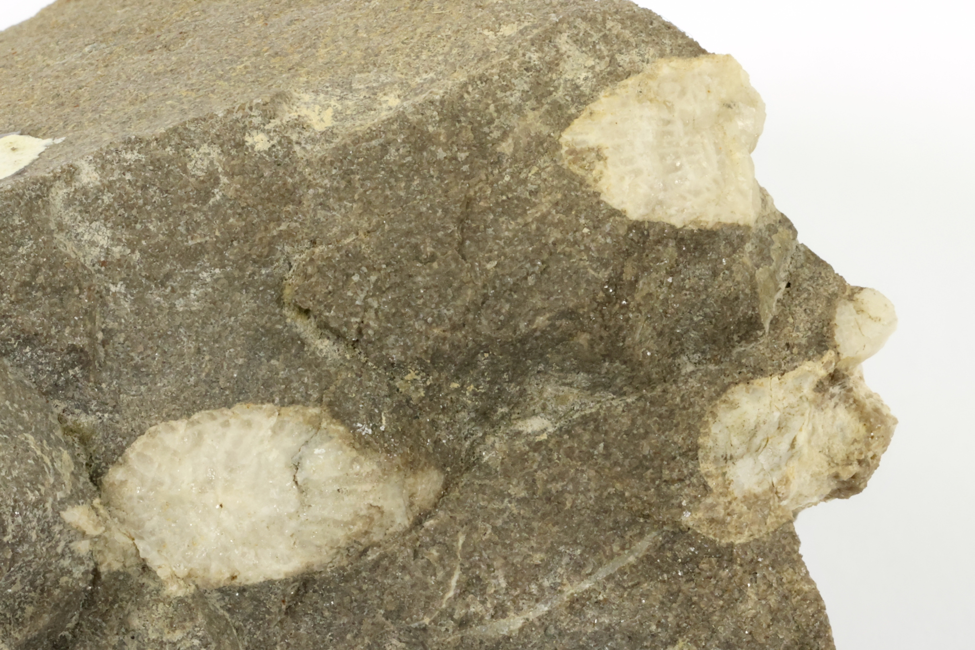 Lithostrotion Calcaire à corail rugueux  Bassin parisien Boutonnière du Boulonnais Ferques carrière de Leulinghen