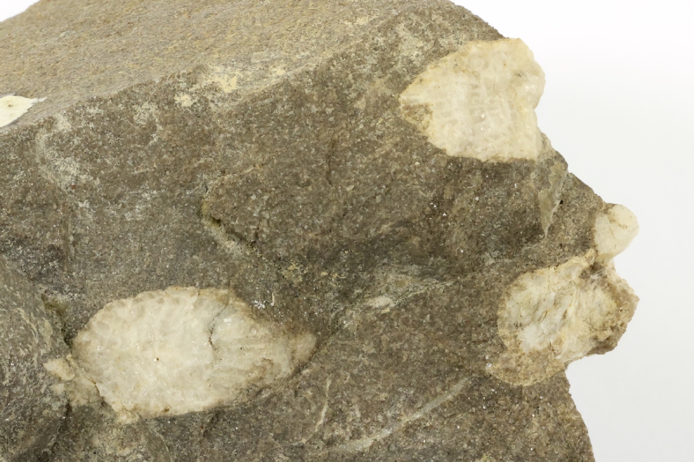 Lithostrotion Calcaire à corail rugueux Bassin parisien Boutonnière du Boulonnais Ferques carrière de Leulinghen