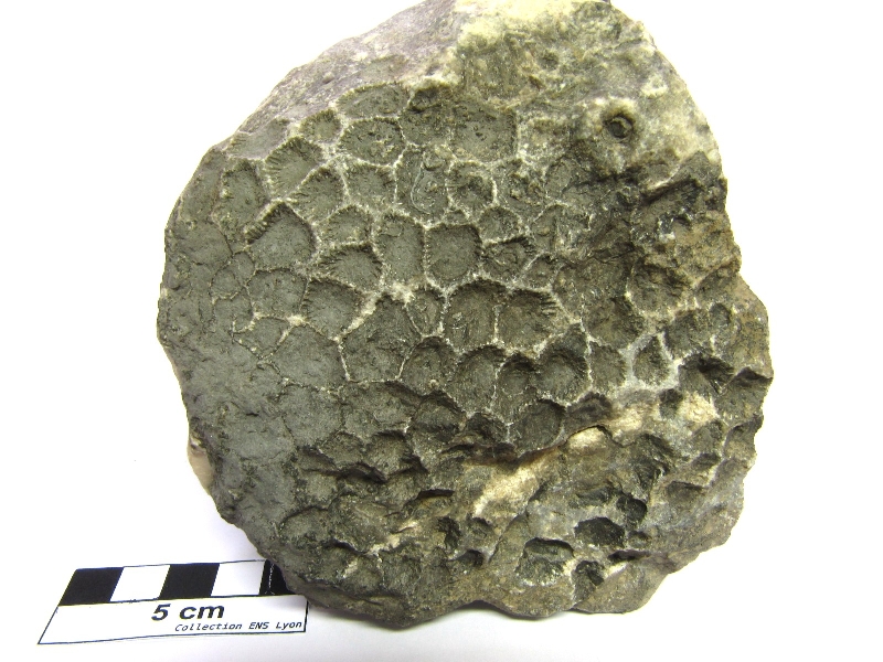 Cyathophyllum hexagonum Cyathophyllum hexagonum Bassin parisien Boutonnière du Boulonnais Ferques Carrière du Banc Noir