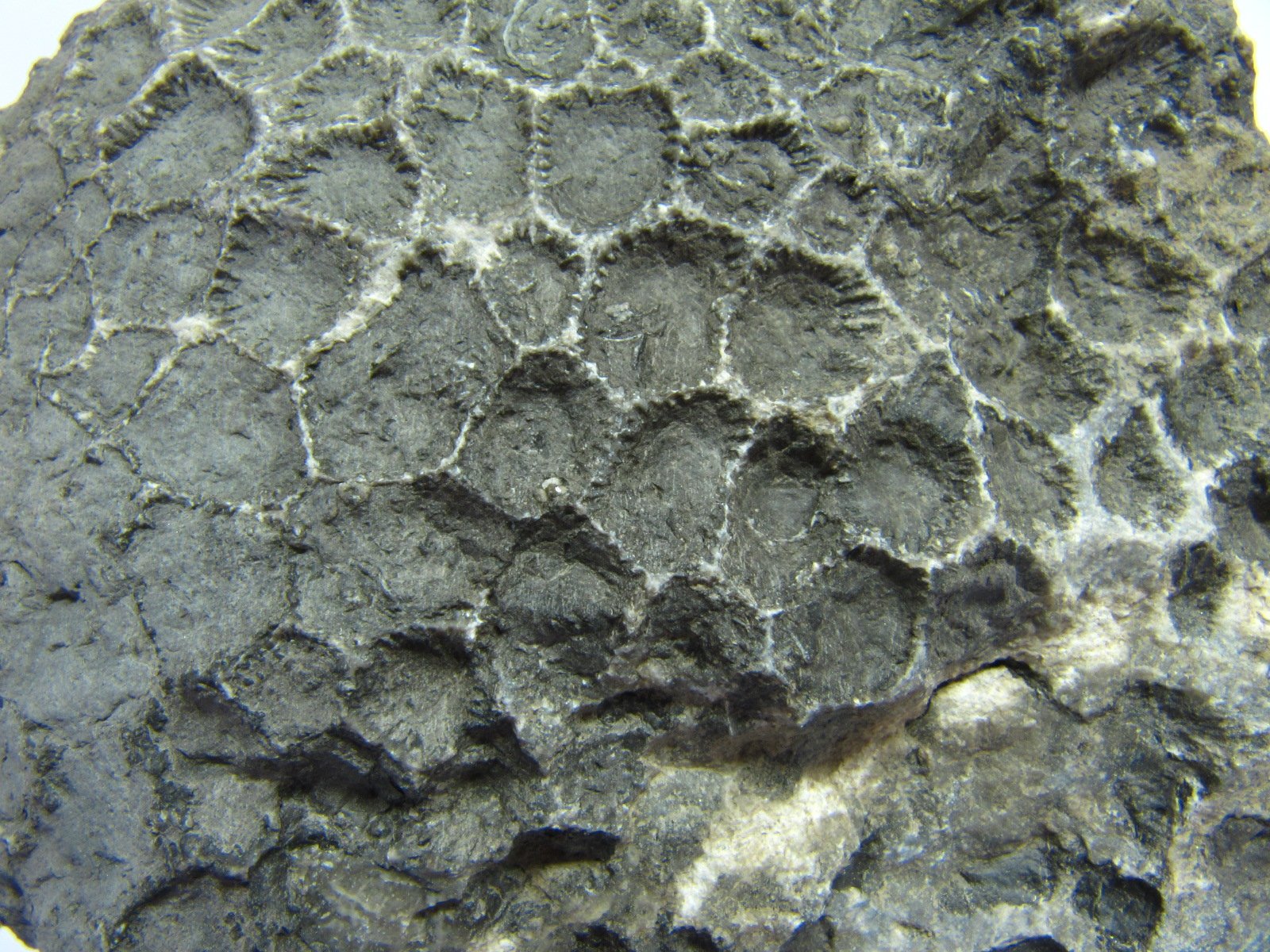 Calcaire à Cyathophyllum hexagonum Calcaire à Cyathophyllum hexagonum Bassin parisien Boutonnière du Boulonnais Ferques Carrière du Banc Noir