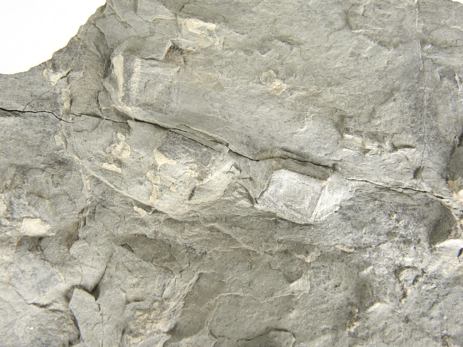 Pseudomorphoses de cristaux d’halite dans une pélite Argilite à empreintes de trémies de sel Bassin parisien Boutonnière du Boulonnais  