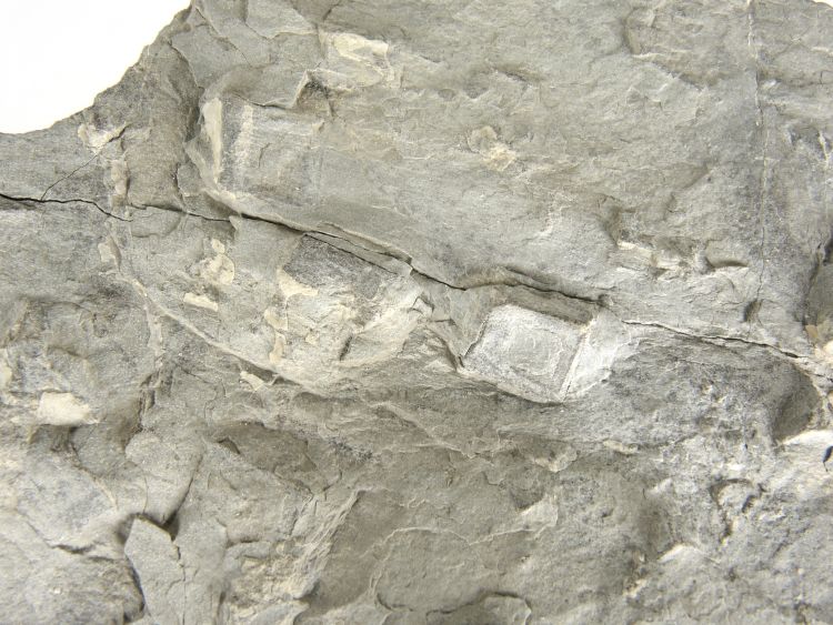 Pseudomorphoses de cristaux d’halite dans une pélite Argilite à empreintes de trémies de sel Boulonnais   