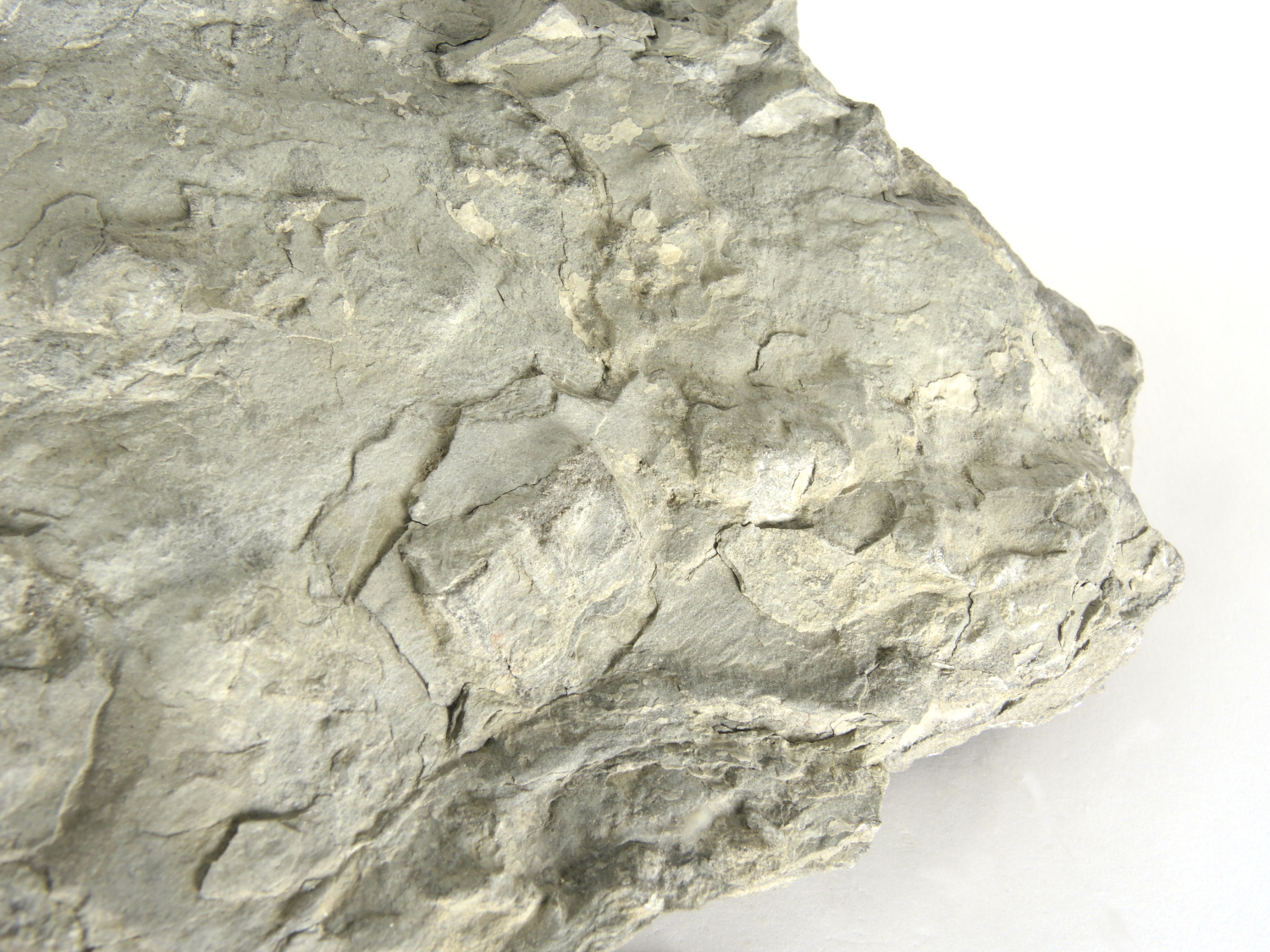 Pseudomorphoses de cristaux d’halite dans une pélite Argilite à empreintes de trémies de sel Bassin parisien Boutonnière du Boulonnais  