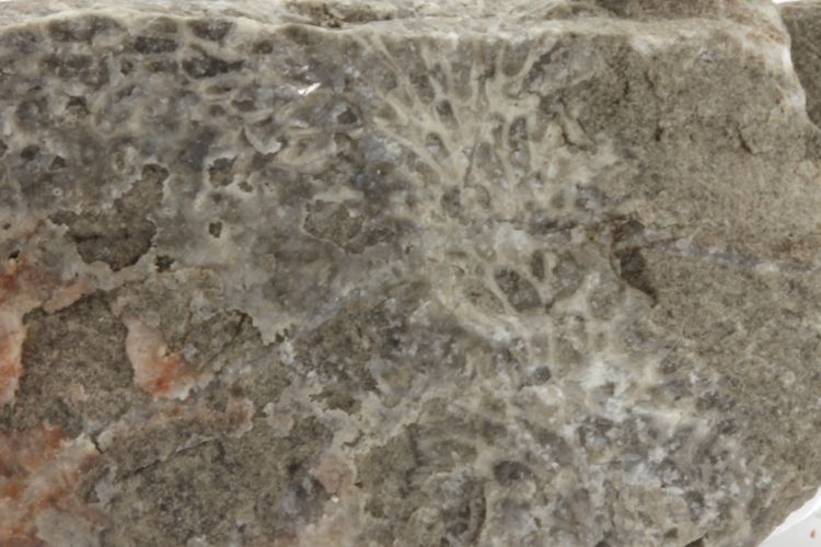 Calcaire à polypiers Calcaire à polypiers Bassin parisien Boutonnière du Boulonnais Ferques Blacourt