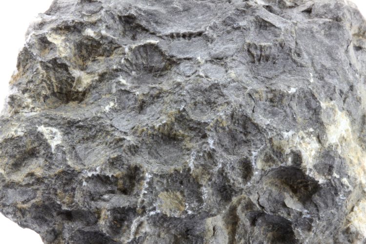 Calcaire à Cyathophyllum Calcaire à Cyathophyllum Bassin parisien Boutonnière du Boulonnais Ferques 