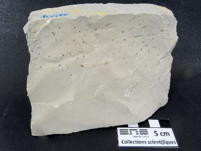 Calcaire lithographique à ichnofossiles Terriers fossiles dans une micrite Jura  Cerin Carrière de Cerin