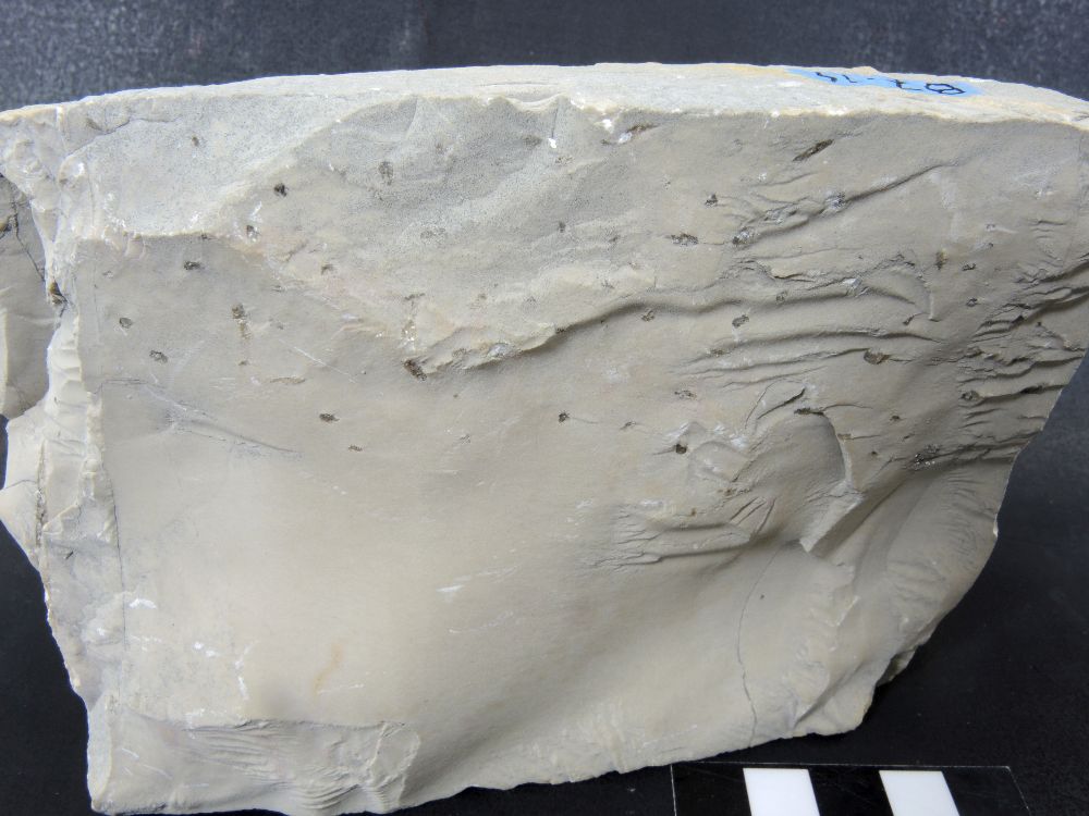 Calcaire lithographique à ichnofossiles Terriers fossiles dans une micrite Jura  Cerin Carrière de Cerin