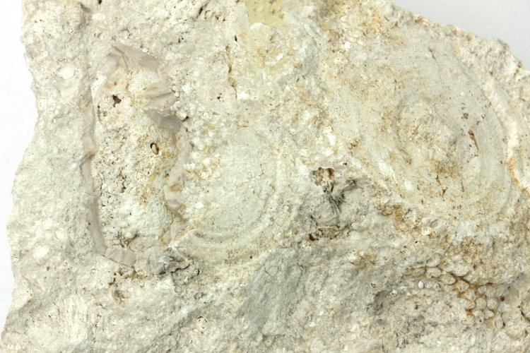 Calcaire à Echinolampas et Orbitolites Calcaire à Echinolampas et Orbitolites Bassin aquitain Médoc  