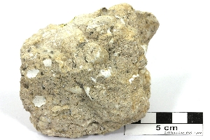 Calcaire à limnées Calcaire à Lymnaea longiscata Bassin Aquitain   