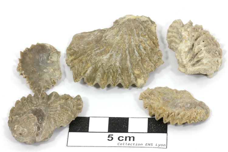 Actinostreon solitarium Actinostreon solitarium Bassin aquitain  Angoulins Pointe du Chay