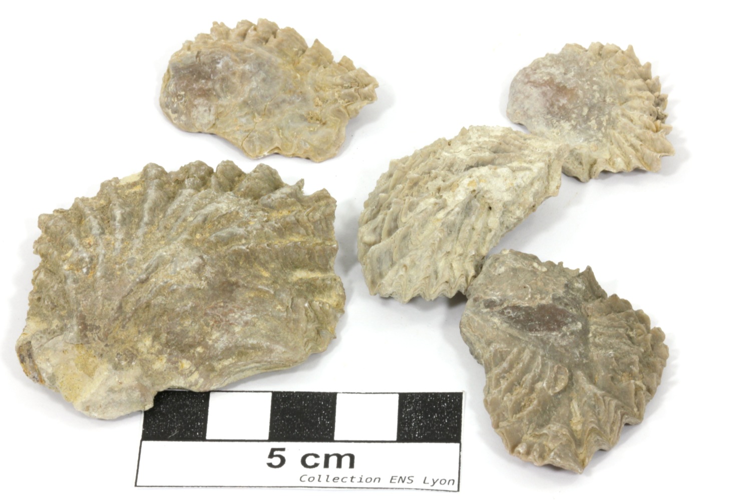 Actinostreon solitarium Actinostreon solitarium Bassin aquitain  Angoulins Pointe du Chay