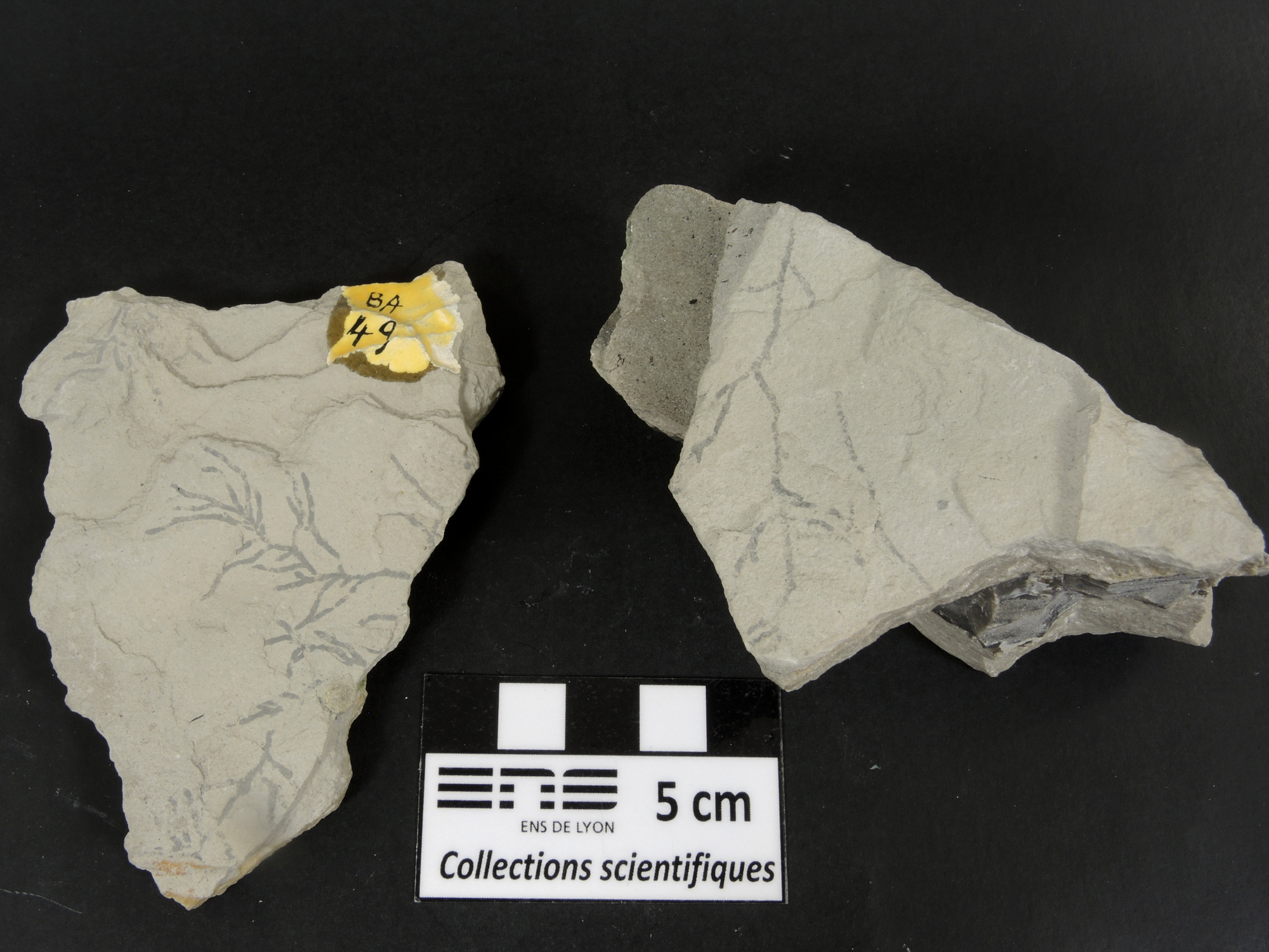 Ichnofossiles de Chondrites Calcaire marneux riche en terriers ramifiés de Chondrites Bassin aquitain  Bidart 