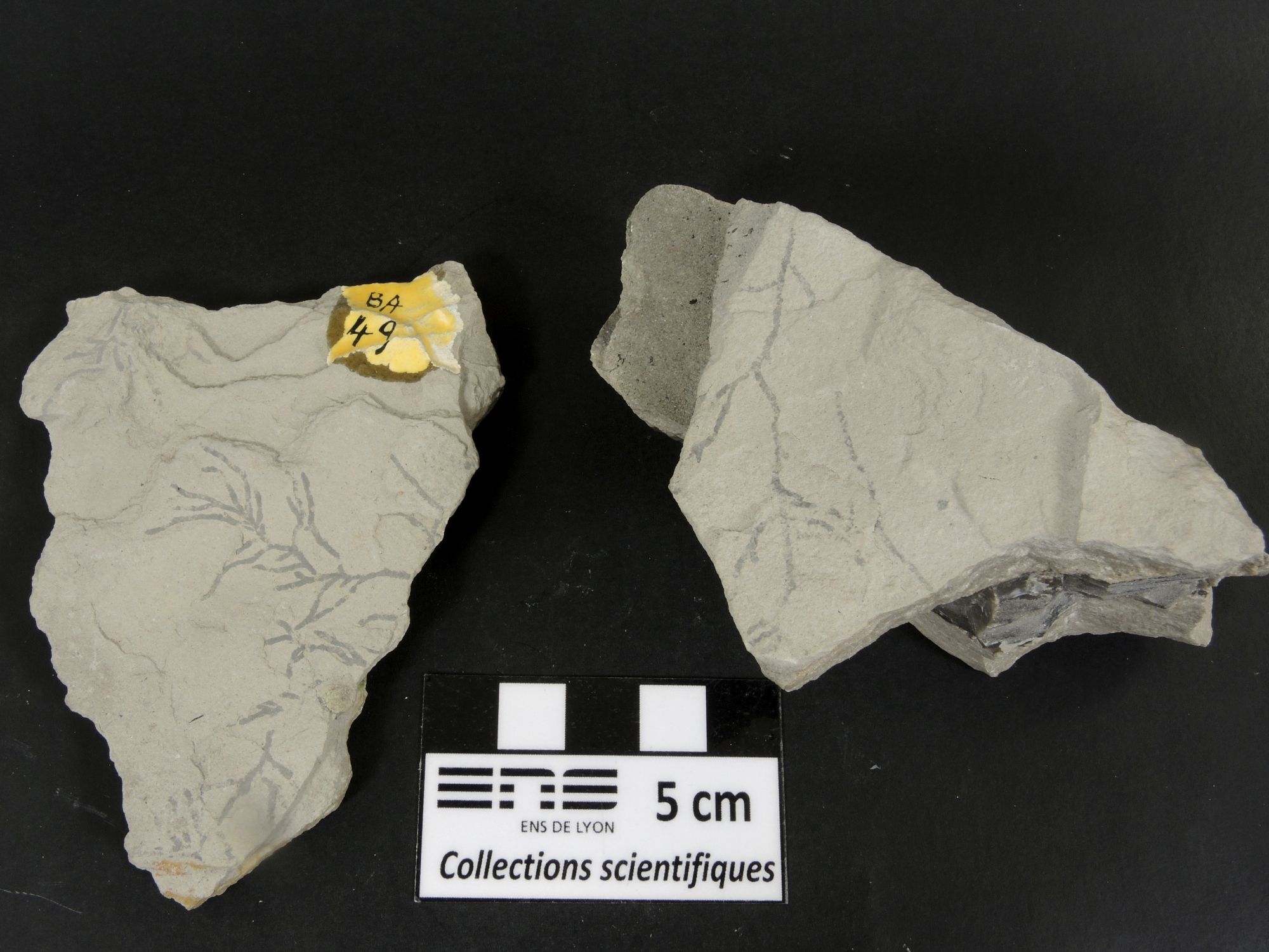 Ichnofossiles de Chondrites Calcaire marneux riche en terriers ramifiés de Chondrites Bassin aquitain  Bidart 