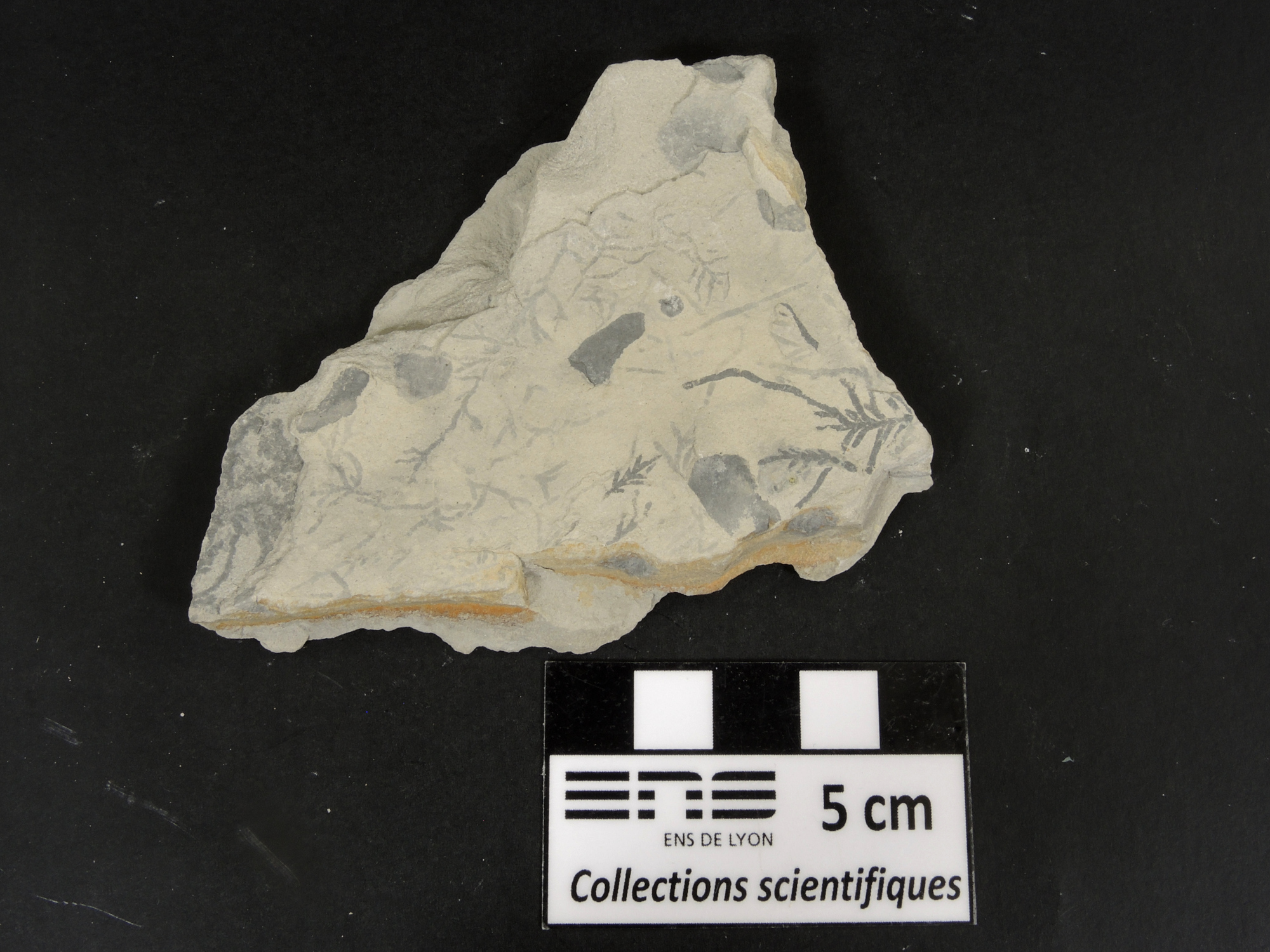 Ichnofossiles de Chondrites Calcaire marneux riche en terriers ramifiés de Chondrites Bassin aquitain  Bidart 