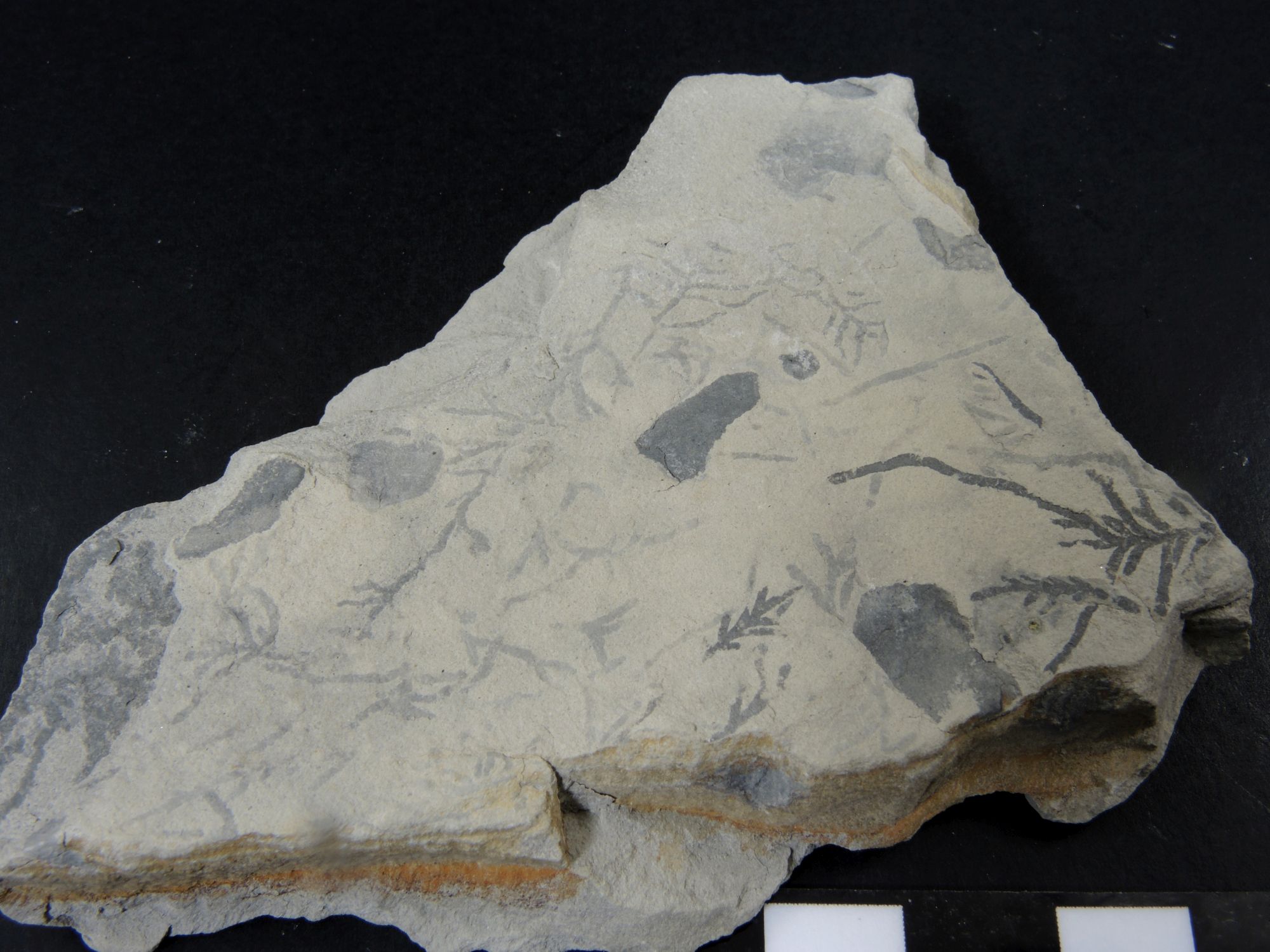 Ichnofossiles de Chondrites Calcaire marneux riche en terriers ramifiés de Chondrites Bassin aquitain  Bidart 
