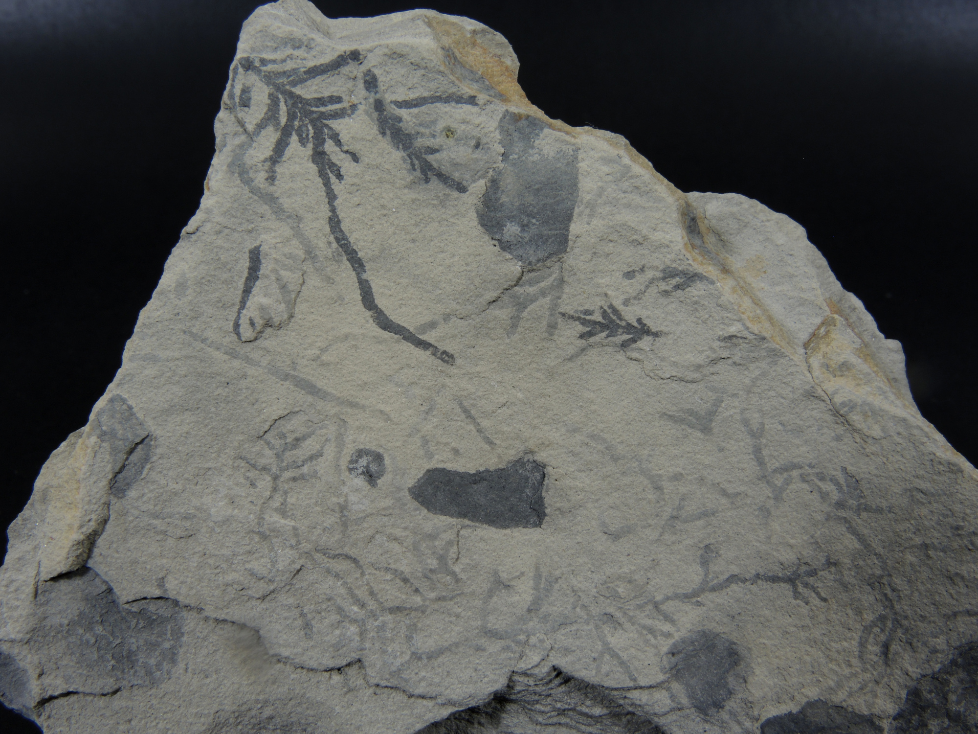 Ichnofossiles de Chondrites Calcaire marneux riche en terriers ramifiés de Chondrites Bassin aquitain  Bidart 