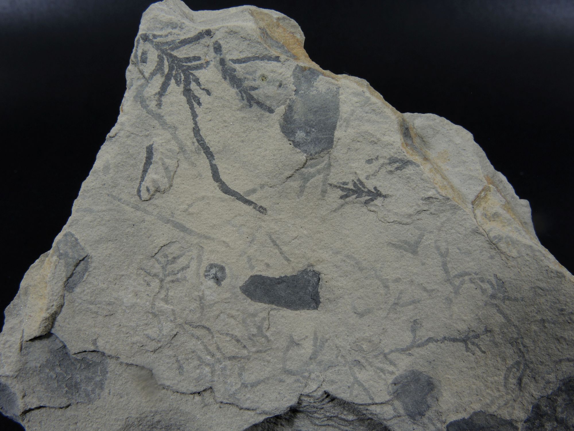 Ichnofossiles de Chondrites Calcaire marneux riche en terriers ramifiés de Chondrites Bassin aquitain  Bidart 