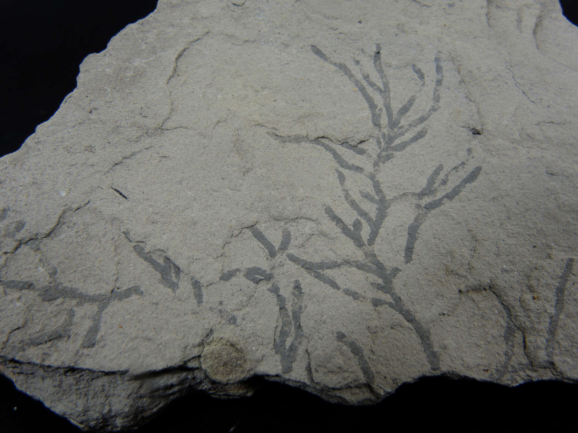 Ichnofossiles de Chondrites Calcaire marneux riche en terriers ramifiés de Chondrites Bassin aquitain  Bidart 