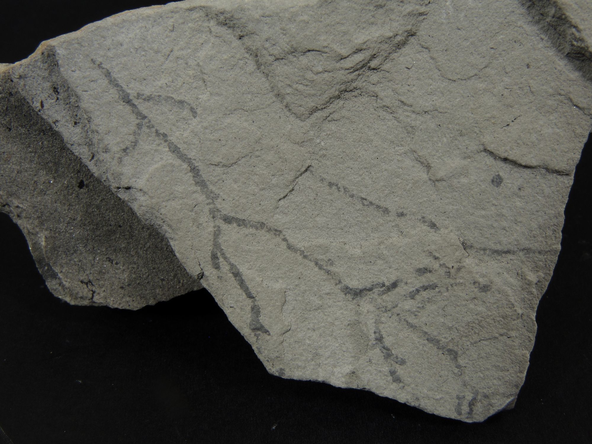 Ichnofossiles de Chondrites Calcaire marneux riche en terriers ramifiés de Chondrites Bassin aquitain  Bidart 