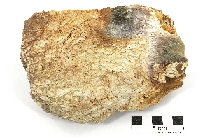 Nummulites perforatus Calcaire à nummulites Bassin aquitain  Biarritz 