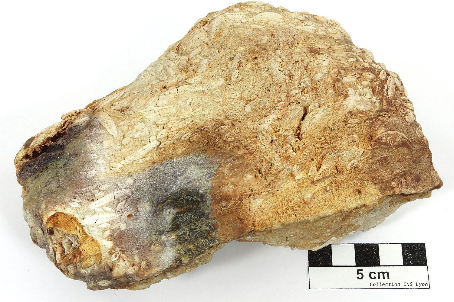 Calcaire nummulitique à Nummulites perforatus Calcaire nummulitique à Nummulites perforatus Bassin aquitain  Biarritz 