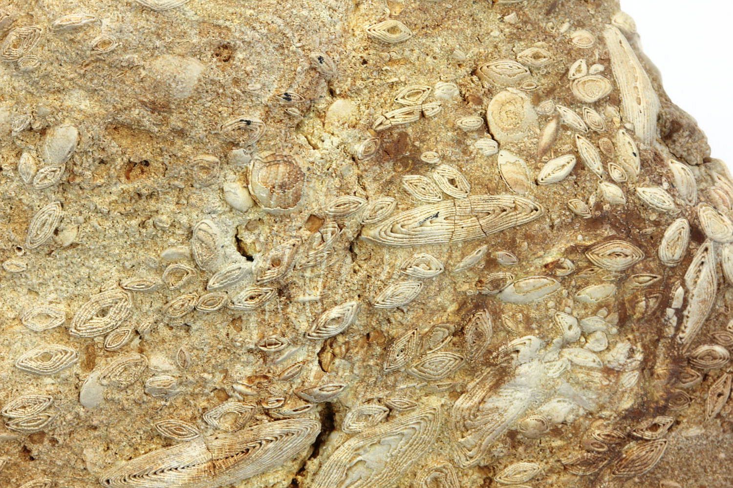 Nummulites perforatus Calcaire à nummulites Bassin Aquitain  Biarritz 