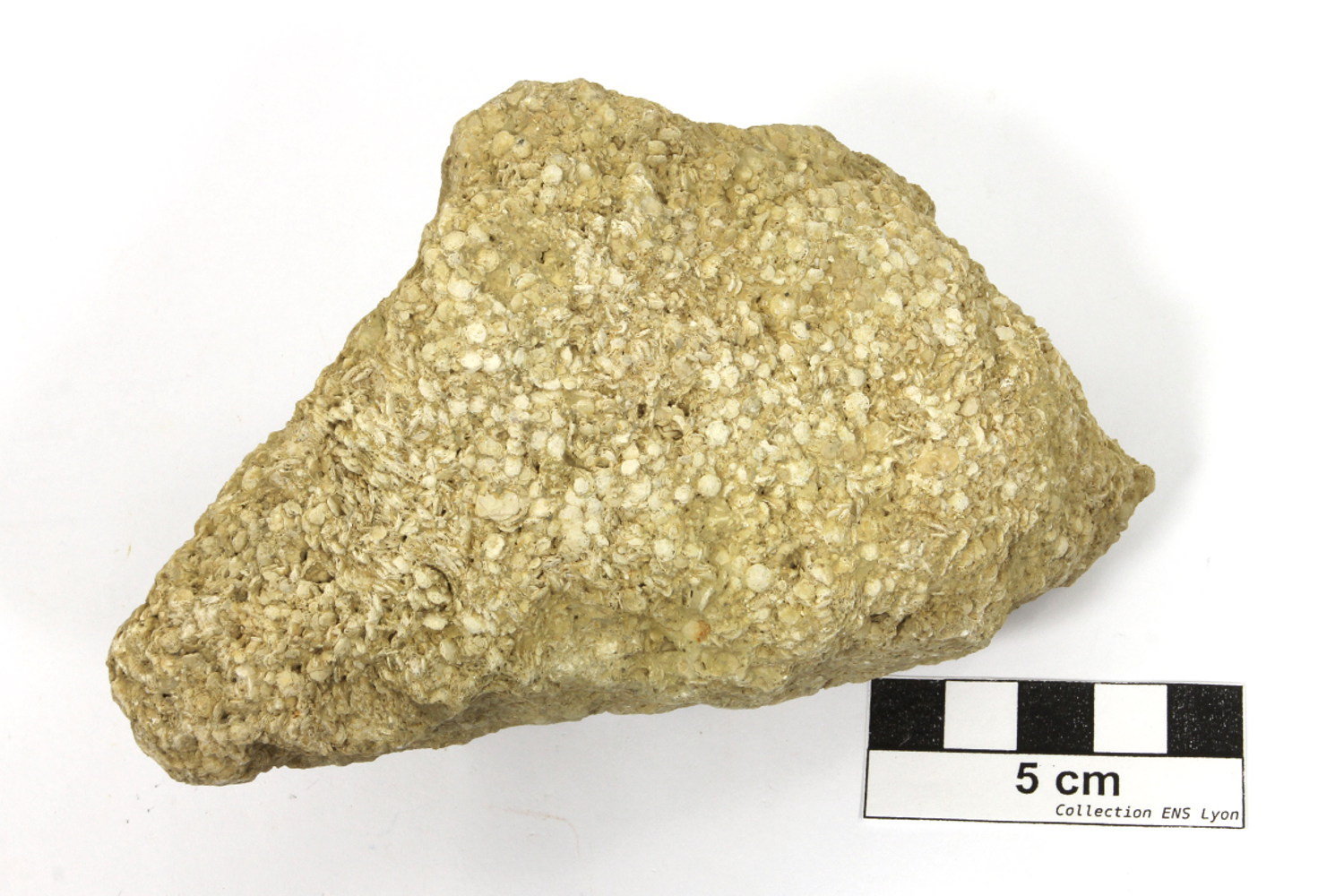 Calcaire à nummulites