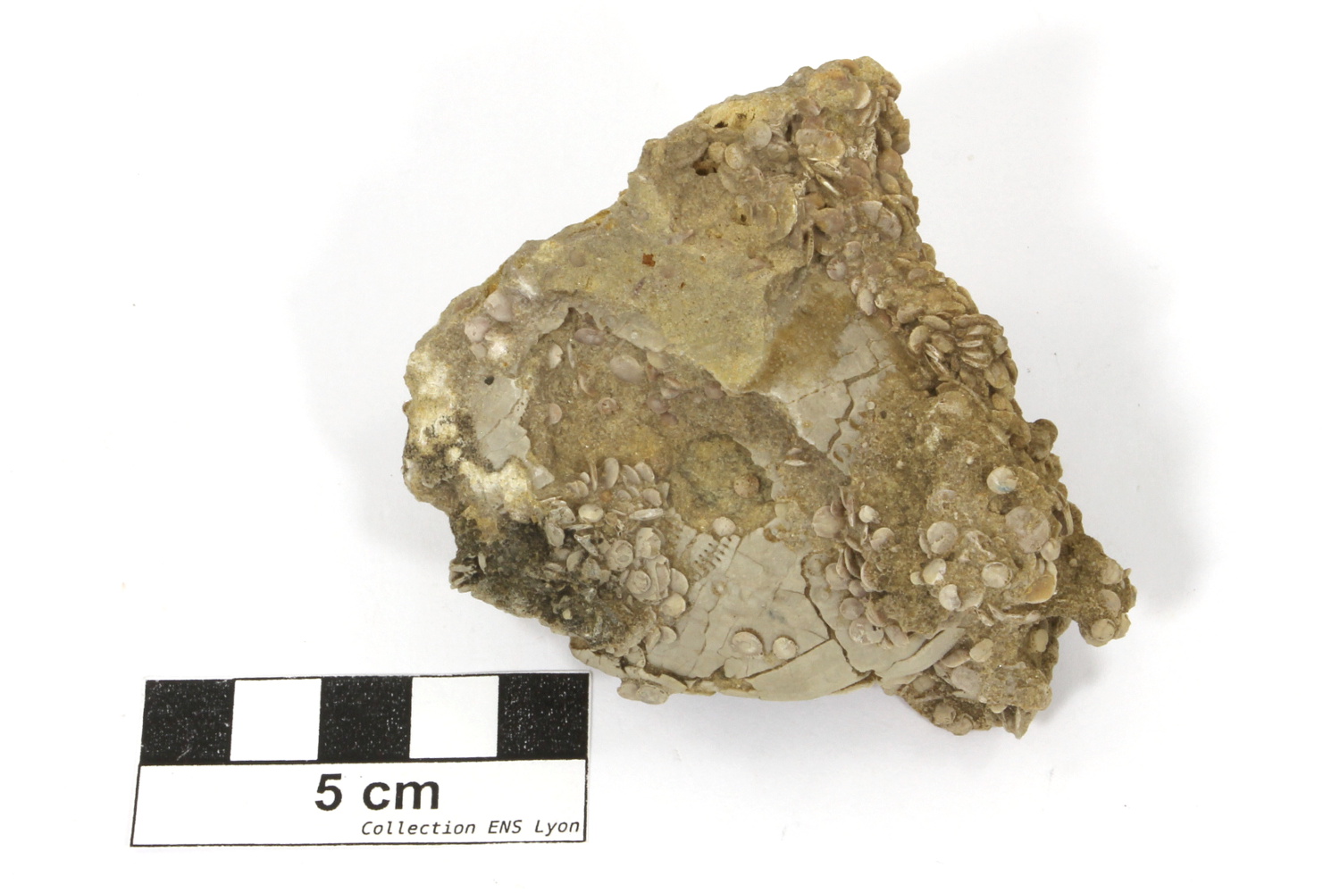 Calcaire à nummulites et oursins