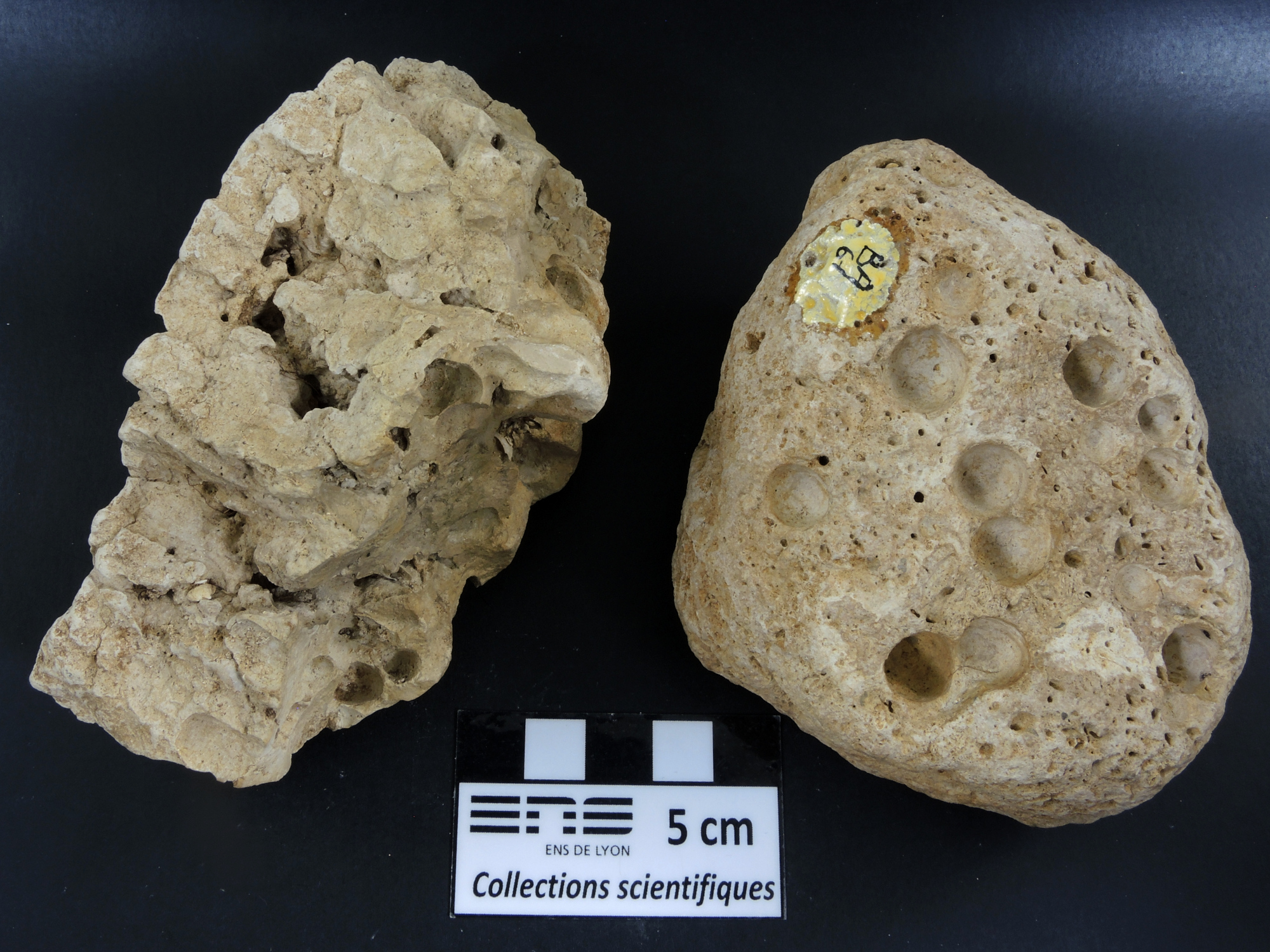 Gastrochaenolites Calcaire perforé par des mollusques lithophages Bassin aquitain  Saucats Le Péloua