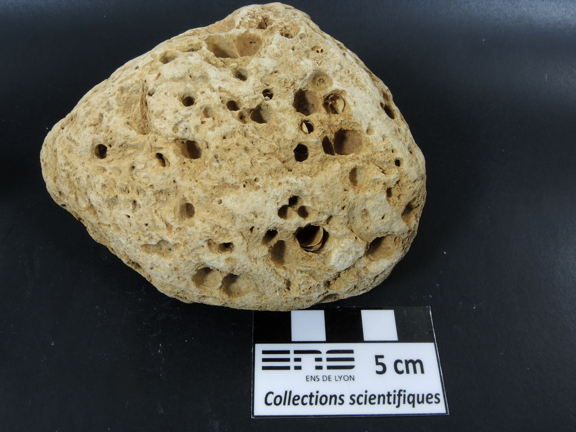 Gastrochaenolites Calcaire perforé par des mollusques lithophages Bassin aquitain  Saucats Le Péloua