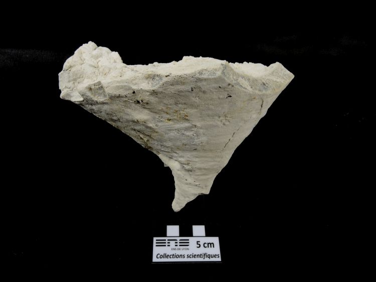 Chenendopora Eponge fossile Bassin parisien  Paulmy Bois de la Tuilerie