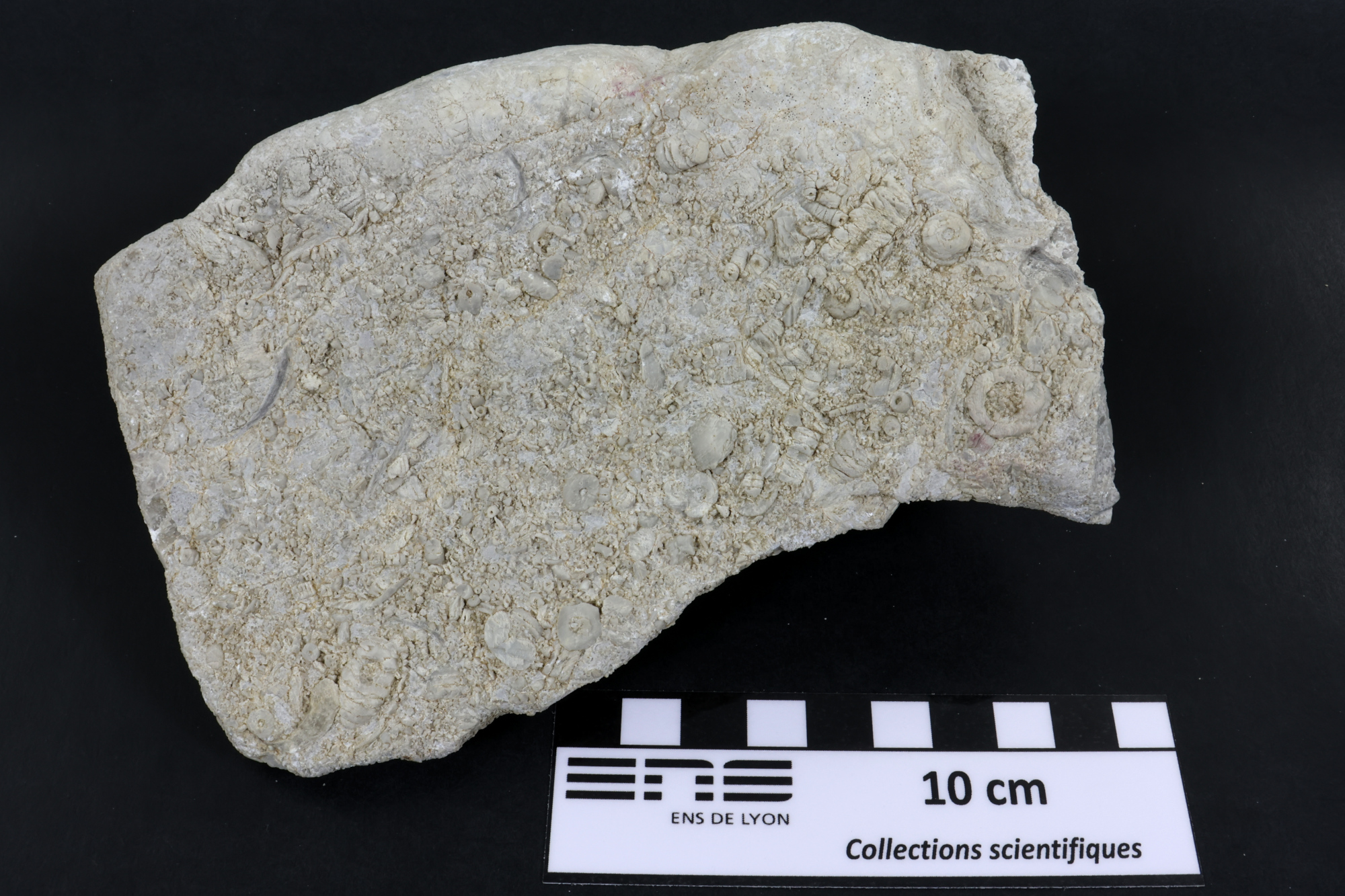 Calcaire à crinoïdes Calcaire à crinoïdes Cordillère Cantabrique  Puertas de Vidiago 