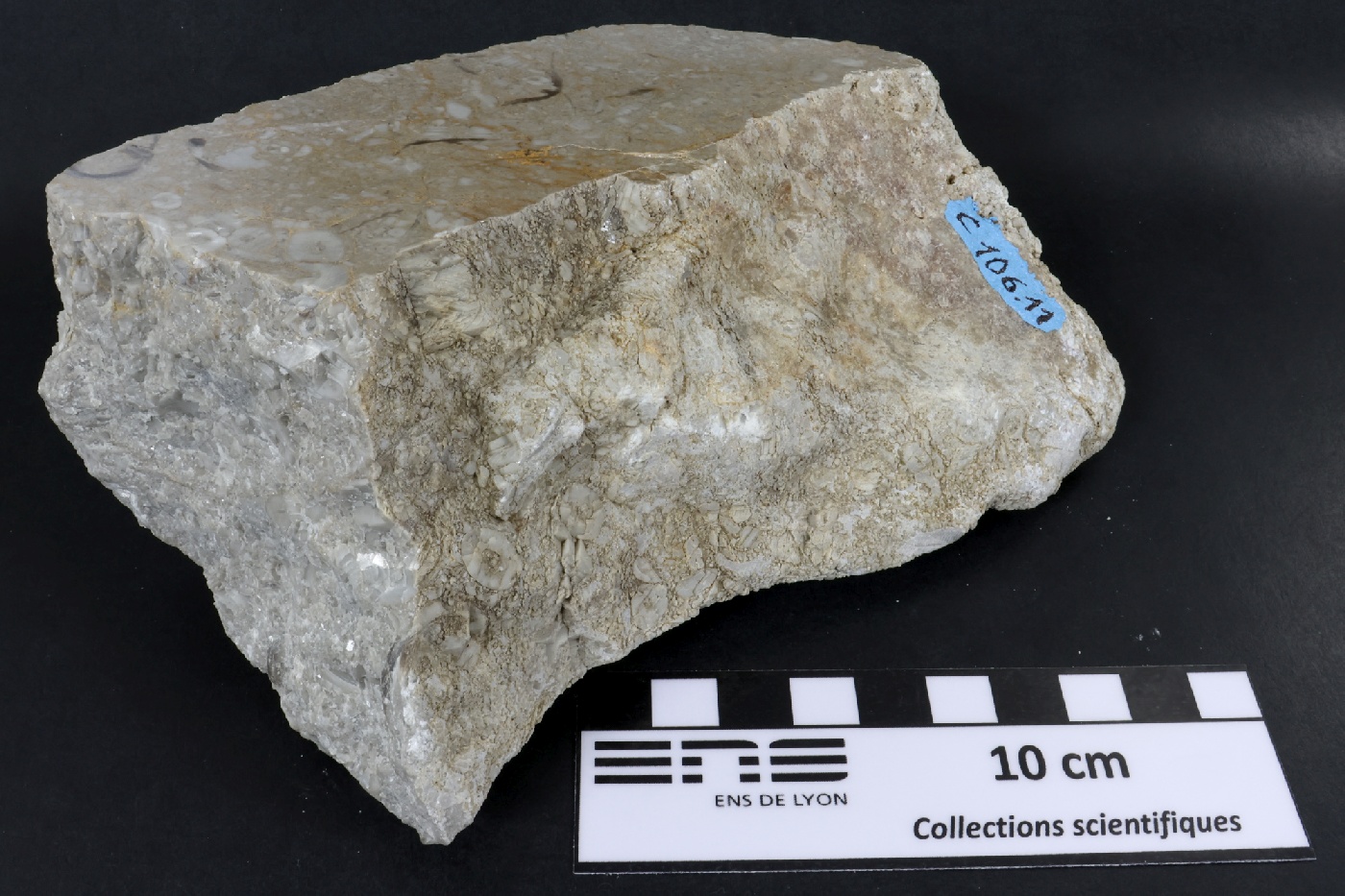 Calcaire à crinoïdes Calcaire à crinoïdes Cordillère Cantabrique  Puertas de Vidiago 