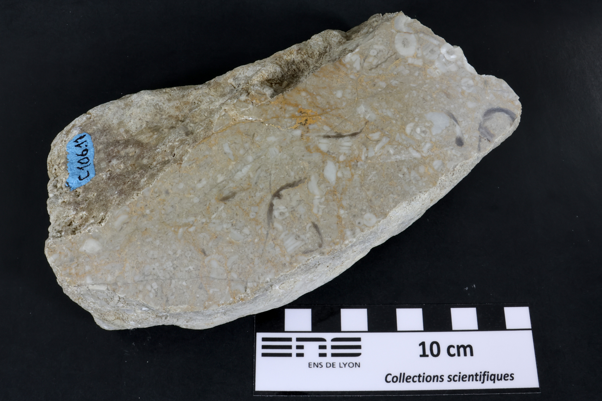 Calcaire à crinoïdes Calcaire à crinoïdes Cordillère Cantabrique  Puertas de Vidiago 