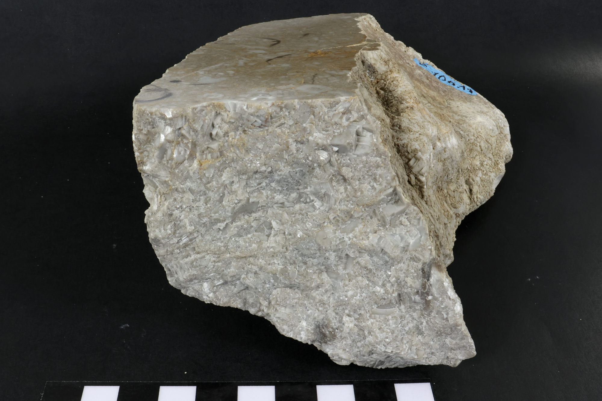 Calcaire à crinoïdes Calcaire à crinoïdes Cordillère Cantabrique  Puertas de Vidiago 