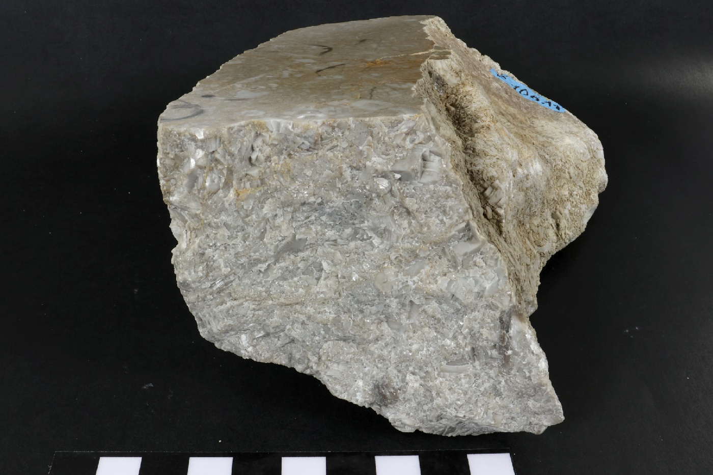 Calcaire à crinoïdes Calcaire à crinoïdes Cordillère Cantabrique  Puertas de Vidiago 