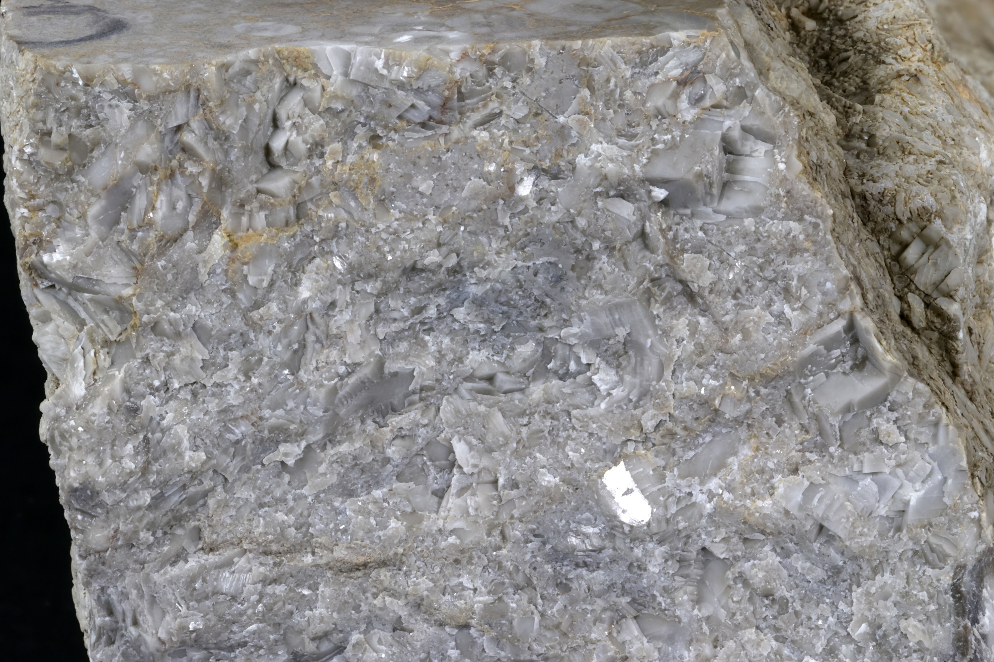 Calcaire à crinoïdes Calcaire à crinoïdes Cordillère Cantabrique  Puertas de Vidiago 