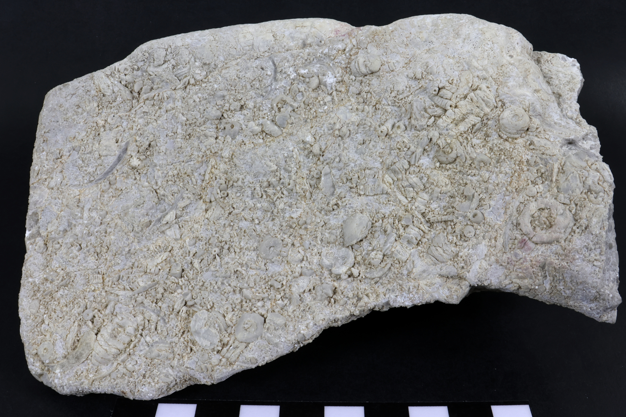 Calcaire à crinoïdes Calcaire à crinoïdes Cordillère Cantabrique  Puertas de Vidiago 